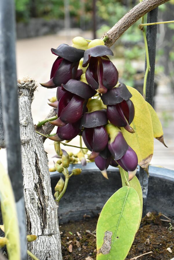 伝説の花 5年ぶり開花 栃木の とちぎ花センター 地域の話題 県内主要 下野新聞 Soon ニュース 下野新聞 Soon スーン 伝説の花 5年ぶり開花 栃木の とちぎ花センター 地域の話題 県内主要 下野新聞 Soon ニュース 下野新聞 Soon スーン