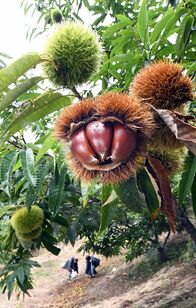 秋の味覚・クリの収穫始まる　那須烏山【…