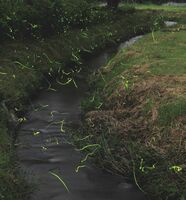 初夏の陽気にホタル乱舞 鹿沼 大芦川と荒井川の合流点近く 地域の話題 県内主要 下野新聞 Soon ニュース 下野新聞 Soon スーン