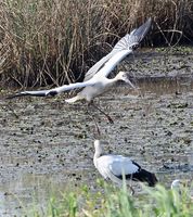 コウノトリ 近づく親離れの時 渡良瀬遊水地 動画 県内主要 社会 地域の話題 動画 下野新聞 Soon ニュース 下野新聞 Soon スーン