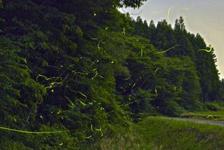 看護師合格率が全国２位 通信課程 学びやすさ提供 栃木のマロニエ医療福祉専門校 県内主要 地域の話題 下野新聞 Soon ニュース 下野新聞 Soon スーン