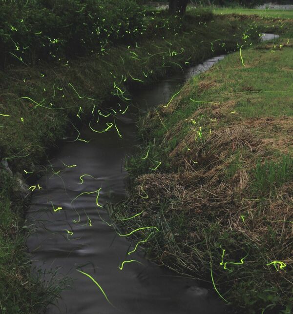 初夏の陽気にホタル乱舞 鹿沼 大芦川と荒井川の合流点近く 地域の話題 県内主要 下野新聞 Soon ニュース 下野新聞 Soon スーン