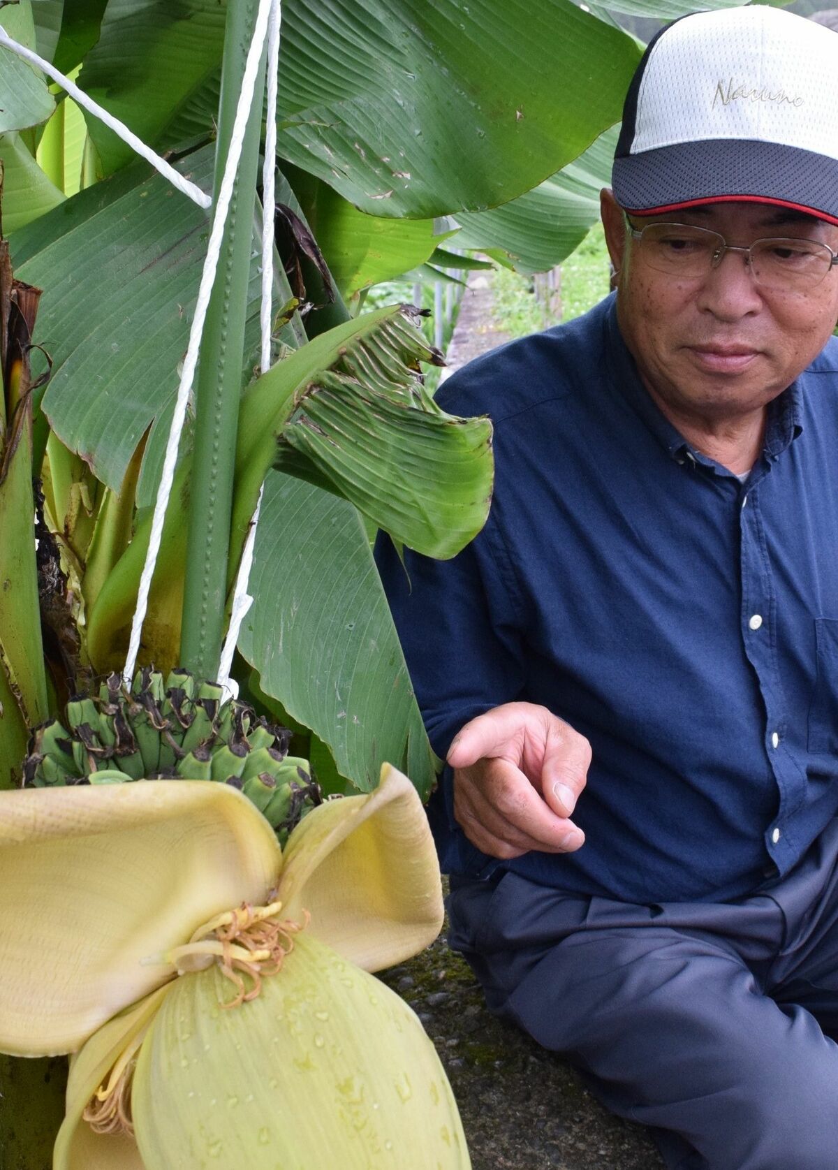 芭蕉ゆかりの バショウ に実 まるでバナナ 那須の遊行庵 地域の話題 下野新聞 Soon ニュース 下野新聞 Soon スーン