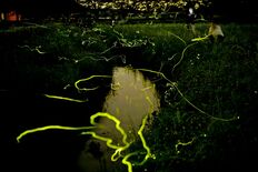 傘軽やかに梅雨空彩る 鹿沼 花木センター 動画 地域の話題 動画 県内主要 下野新聞 Soon ニュース 下野新聞 Soon スーン