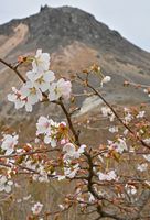 初夏告げるかれんな花 那須岳でミネザクラ開花 動画 地域の話題 動画 県内主要 下野新聞 Soon ニュース 下野新聞 Soon スーン