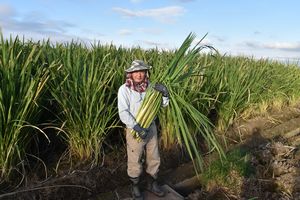 収穫したマコモを抱える高橋さん
