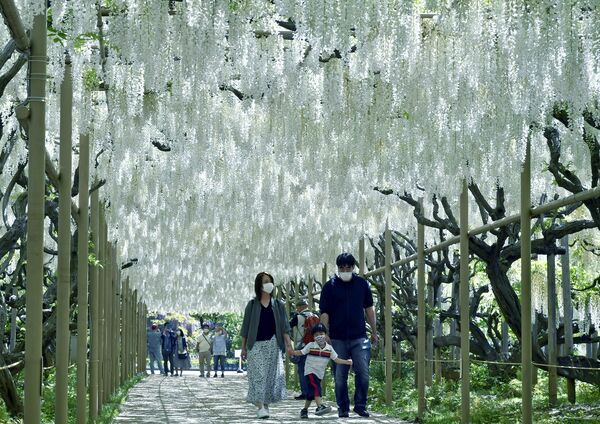 自粛緩和で 日常 へ１歩 あしかがフラワーパークなど営業再開 動画 社会 動画 地域の話題 県内主要 下野新聞 Soon ニュース 新型肺炎 Covid19 下野新聞 Soon スーン