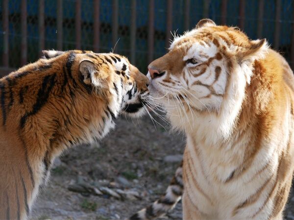 ベンガルトラが人気 那須サファリパーク 地域の話題 県内主要 下野新聞 Soon ニュース 下野新聞 Soon スーン