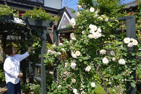 色とりどりのバラ見ごろ 那須烏山でオープンガーデン 地域の話題 県内主要 下野新聞 Soon ニュース 下野新聞 Soon スーン