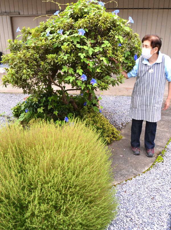 台風19号 被災宅庭に朝顔自然に芽吹く 鹿沼 大森さん 生命力に感動 地域の話題 県内主要 下野新聞 Soon ニュース 台風19号 下野新聞 Soon スーン