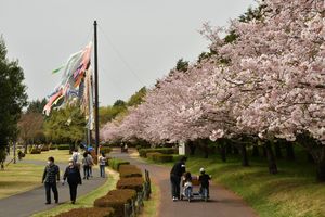 まち彩る思川桜 小山で見頃 こいのぼりと競演も 地域の話題 社会 県内主要 下野新聞 Soon ニュース とちぎさくら前線 下野新聞 Soon スーン