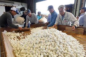 純白の繭 申し分ない品質 小山で出荷作業始まる 動画 社会 県内主要 地域の話題 動画 下野新聞 Soon ニュース 下野新聞 Soon スーン