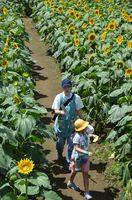 太陽待ってた ヒマワリ大輪 野木で恒例のフェス開幕 地域の話題 県内主要 下野新聞 Soon ニュース 下野新聞 Soon スーン