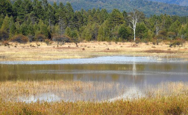 小田代原に湖 貴婦人 草紅葉と競演 奥日光 動画 社会 県内主要 地域の話題 動画 下野新聞 Soon ニュース 下野新聞 Soon スーン