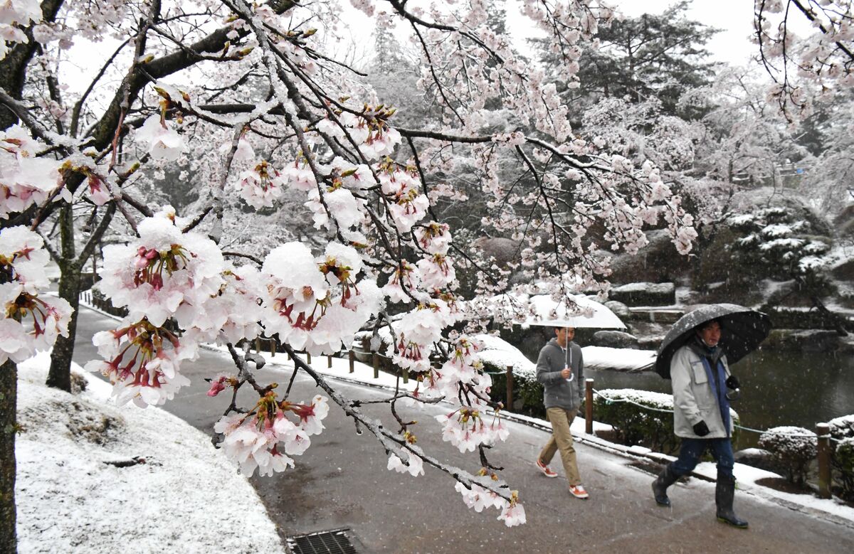満開の桜に積もる雪 八幡山公園 宇都宮 動画 県内主要 社会 動画 下野新聞 Soon ニュース とちぎさくら前線 下野新聞 Soon スーン 満開の桜に積もる雪 八幡山公園 宇都宮 動画 県内主要 社会 動画 下野新聞 Soon ニュース とちぎさくら前線 下野新聞 Soon スーン