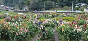 ダリア500種 華麗に もてぎの森 見頃 地域の話題 県内主要 下野新聞 Soon ニュース 下野新聞 Soon スーン