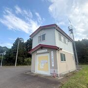 大田原の路上でクマ目撃