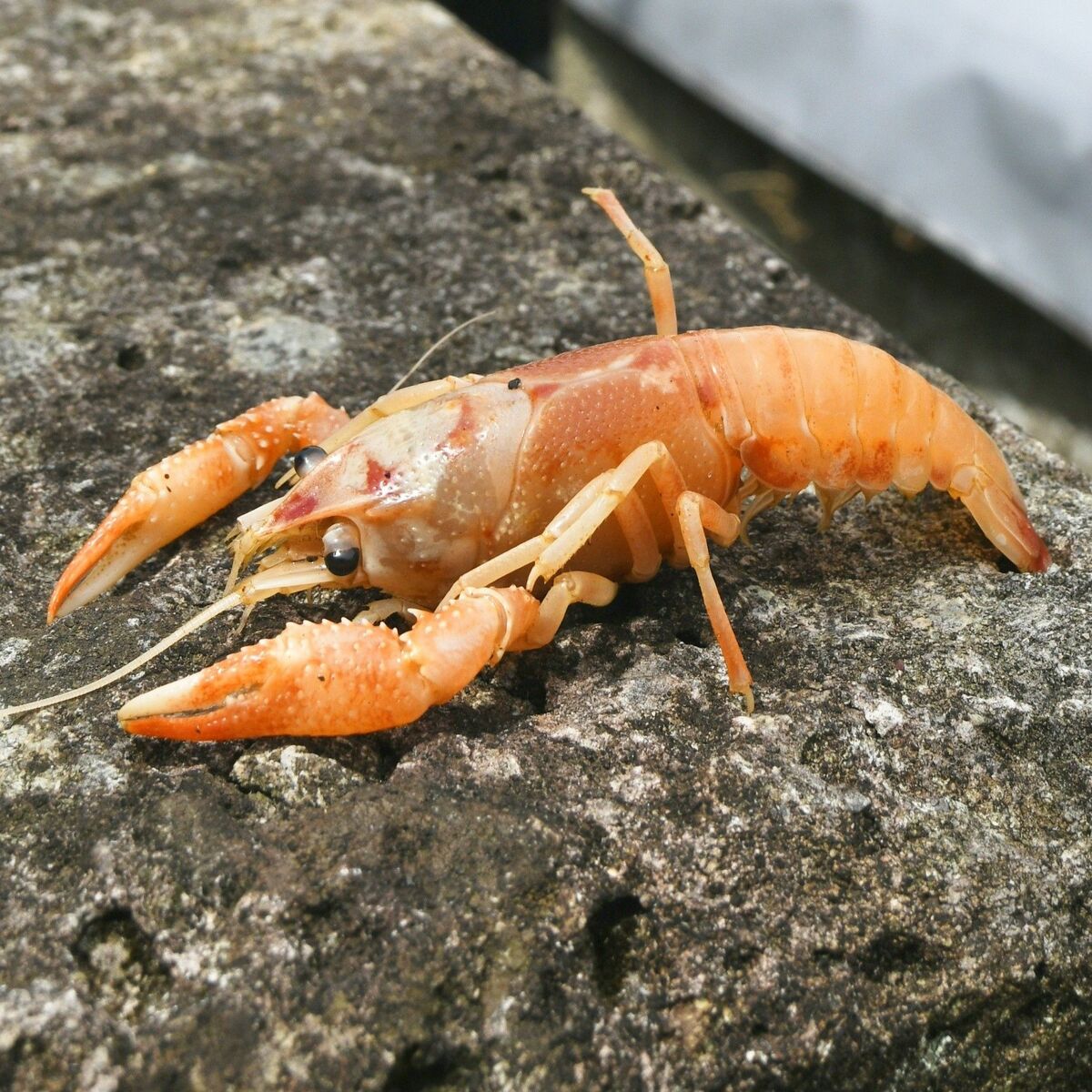 色違いレア 不思議なザリガニ発見 さくら 社会 地域の話題 下野新聞 Soon ニュース 下野新聞 Soon スーン 色違いレア 不思議なザリガニ発見 さくら 社会 地域の話題 下野新聞 Soon ニュース 下野新聞 Soon スーン