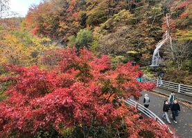 もみじラインで紅葉見頃 白滝周辺鮮やかに彩る 動画 県内主要 社会 地域の話題 動画 下野新聞 Soon ニュース とちぎの紅葉 下野新聞 Soon スーン