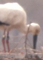 コウノトリ ひなの姿確認 小山市 少なくとも１羽 動画 地域の話題 動画 県内主要 下野新聞 Soon ニュース 下野新聞 Soon スーン