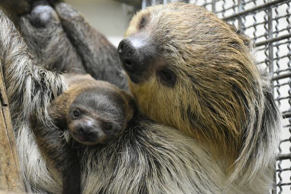 ナマケモノの赤ちゃん誕生 那須どうぶつ王国で初めて 県内主要 地域の話題 下野新聞 Soon ニュース 下野新聞 Soon スーン ナマケモノの赤ちゃん誕生 那須どうぶつ王国で初めて 県内主要 地域の話題 下野新聞 Soon ニュース 下野新聞 Soon スーン