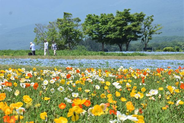 丘彩るポピーとネモフィラ 那須フラワーワールドで見頃 地域の話題 県内主要 下野新聞 Soon ニュース 下野新聞 Soon スーン