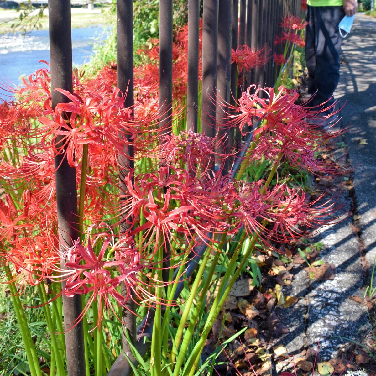 ヒガンバナ手入れ続けて年 大田原の河川敷に彩り 県内主要 地域の話題 下野新聞 Soon ニュース 下野新聞 Soon スーン