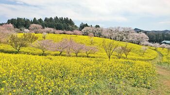 栃木の車窓から 桜ドライブ Aspo特集 下野新聞 Soon スーン