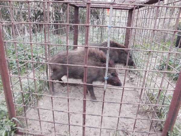 イノシシが小山で急増 人的被害など警戒 年100頭捕獲 市街地にも出没 県内主要 地域の話題 下野新聞 Soon ニュース 下野新聞 Soon スーン