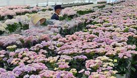 栃木県開発 新品種のアジサイも とちぎ花センターで企画展 地域の話題 県内主要 下野新聞 Soon ニュース 下野新聞 Soon スーン