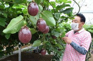 電機業界から南国フルーツ栽培参入 さくら 丸和製作所 新たな収益基盤へ 県内主要 経済 下野新聞 Soon ニュース 下野新聞 Soon スーン 電機業界から南国フルーツ栽培参入 さくら 丸和製作所 新たな収益基盤へ 県内主要 経済 下野新聞 Soon ニュース 下野新聞 Soon スーン