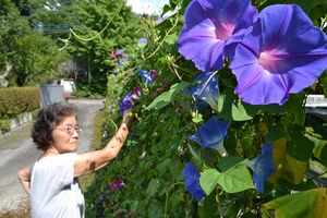 リュウキュウアサガオ見頃 日光 神山さん方 ９月下旬まで 県内主要 地域の話題 下野新聞 Soon ニュース 下野新聞 Soon スーン