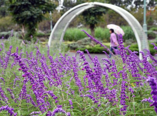 雨にも映え セージ見頃 紫色の花 香りが癒やし 佐野 動画 県内主要 社会 地域の話題 動画 下野新聞 Soon ニュース 下野新聞 Soon スーン
