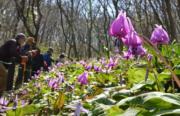 鮮やかに斜面の染める薄紫色 佐野の群生地でカタクリ見頃 動画 地域の話題 動画 県内主要 下野新聞 Soon ニュース 下野新聞 Soon スーン