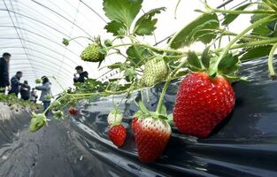 とちおとめ食べ放題 １月２日スタート 真岡 井頭観光いちご園 地域の話題 県内主要 下野新聞 Soon ニュース 下野新聞 Soon スーン