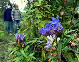 ひっそりと秋の彩り リンドウの花 かれんに 栃木 花之江の郷 動画 地域の話題 動画 県内主要 下野新聞 Soon ニュース 下野新聞 Soon スーン