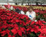 Ｘマスを待つポインセチア　10日から出荷　下野・黒川園芸