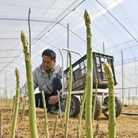 にょっきり顔出す春芽、アスパラガス収穫…