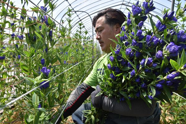 那須高原の風運ぶリンドウ 那須で今季初出荷作業 地域の話題 県内主要 下野新聞 Soon ニュース 下野新聞 Soon スーン