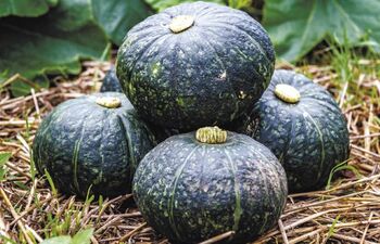 1 こだわりと想いのつまったjaおやま産カボチャ Jaおやまの カボチャ ふぉーyou Jaプラザ ふぉーyou 下野新聞 Soon スーン