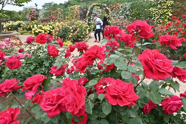 バラ500種咲き競う あしかがフラワーパーク 例年より１週間早く見頃 動画 地域の話題 動画 県内主要 下野新聞 Soon ニュース 下野新聞 Soon スーン