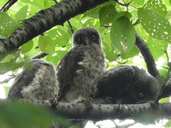 アオバズクのひな3羽すくすく 佐野の上羽田八幡宮 地域の話題 県内主要 下野新聞 Soon ニュース 下野新聞 Soon スーン アオバズクのひな3羽すくすく 佐野の上羽田八幡宮 地域の話題 県内主要 下野新聞 Soon ニュース 下野新聞 Soon スーン
