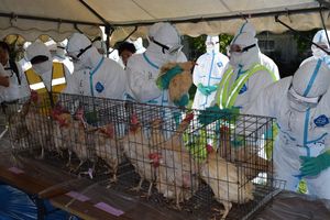 鳥インフル対応を確認 防疫演習 迅速に一連の作業 栃木県職員ら 動画 政治行政 県内主要 動画 経済 下野新聞 Soon ニュース 下野新聞 Soon スーン
