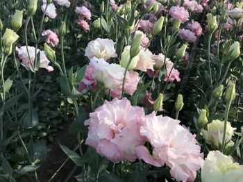 足利名産の トルコギキョウ 特別な瞬間彩る高貴な花 鮮やかな色と大輪が魅力 ふぉーyou Jaプラザ ふぉーyou 下野新聞 Soon スーン