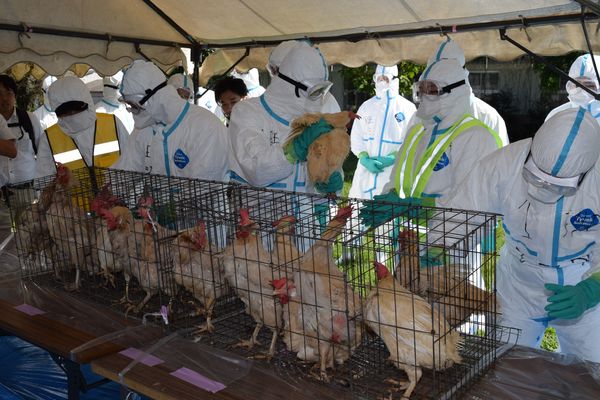 鳥インフル対応を確認 防疫演習 迅速に一連の作業 栃木県職員ら 動画 政治行政 県内主要 動画 経済 下野新聞 Soon ニュース 下野新聞 Soon スーン