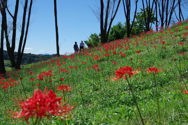 青空に映えるヒガンバナ 益子 小宅古墳群で見頃 地域の話題 県内主要 下野新聞 Soon ニュース 下野新聞 Soon スーン