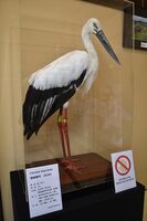 おかえりなさい 歌ちゃん コウノトリ剥製 小山に 気品ある立ち姿で里帰り 地域の話題 県内主要 下野新聞 Soon ニュース 下野新聞 Soon スーン