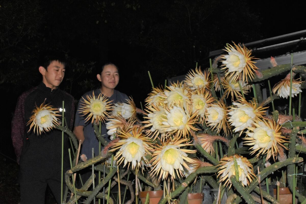 一夜限り 夜の女王 開花 年に１回 那須塩原 増子さん方 県内主要 地域の話題 下野新聞 Soon ニュース 下野新聞 Soon スーン
