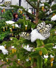 ツリー彩る輝くサナギ　真岡の井頭公園で…