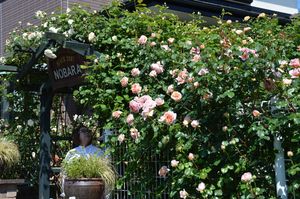 色とりどりのバラ見ごろ 那須烏山でオープンガーデン 地域の話題 県内主要 下野新聞 Soon ニュース 下野新聞 Soon スーン